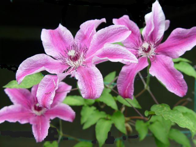 kurematis.jpg kurematis.jpg